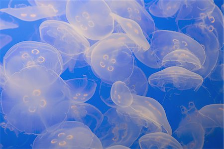 shoal (group of marine animals) - The ghostly translucent moon jelly fish at Monterey Bay Aquarium. Foto de stock - Sin royalties Premium, Código: 6118-07440237