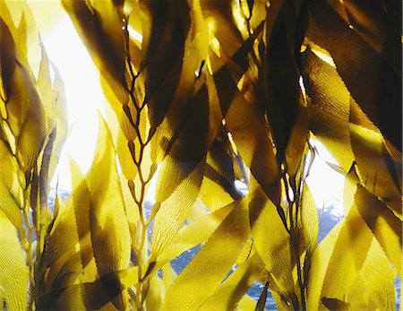 sea weed - Bull kelp in the water in an enclosure at Monterey Bay Aquarium. View looking up towards the water surface. Stock Photo - Premium Royalty-Free, Code: 6118-07440235