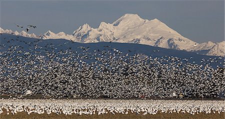 simsearch:6118-07353666,k - Flock of snow geese in flight with Mt. Baker behind, Skagit Valley, Washington, USA Foto de stock - Sin royalties Premium, Código: 6118-07440341