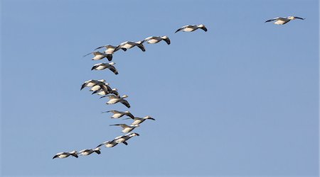 simsearch:6118-07440432,k - Snow geese in flight, Skagit Valley, Washington, USA Foto de stock - Sin royalties Premium, Código: 6118-07440342