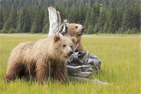 Brown bears, Lake Clark National Park, Alaska, USA Foto de stock - Sin royalties Premium, Código: 6118-07440311