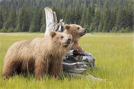 simsearch:878-07442647,k - Brown bears, Lake Clark National Park, Alaska, USA Photographie de stock - Premium Libres de Droits, Code: 6118-07440312
