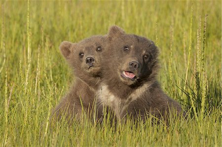 Brown bear cubs, Lake Clark National Park, Alaska, USA Photographie de stock - Premium Libres de Droits, Code: 6118-07440315