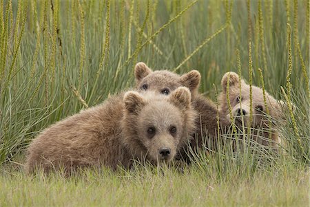 Brown bear cubs, Lake Clark National Park, Alaska, USA Photographie de stock - Premium Libres de Droits, Code: 6118-07440318