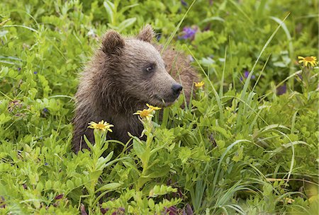 Brown bear cub, Lake Clark National Park, Alaska, USA Stock Photo - Premium Royalty-Free, Code: 6118-07440323