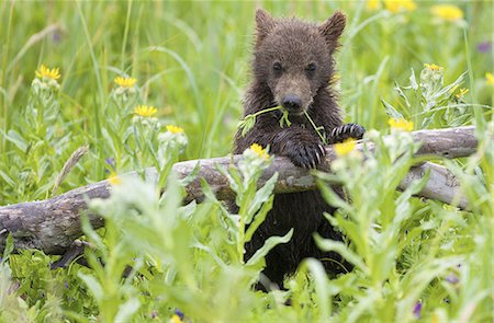 Brown bear cub, Lake Clark National Park, Alaska, USA Stock Photo - Premium Royalty-Free, Code: 6118-07440322