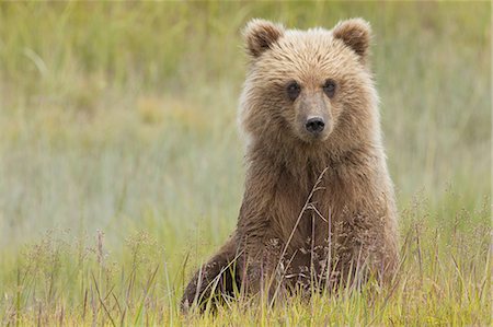 Brown bear, Lake Clark National Park, Alaska, USA Photographie de stock - Premium Libres de Droits, Code: 6118-07440326