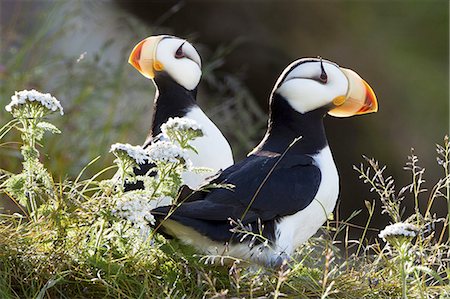 Horned puffins, Lake Clark National Park, Alaska, USA Stock Photo - Premium Royalty-Free, Code: 6118-07440328