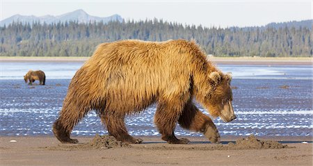 Brown bears, Lake Clark National Park, Alaska, USA Photographie de stock - Premium Libres de Droits, Code: 6118-07440329
