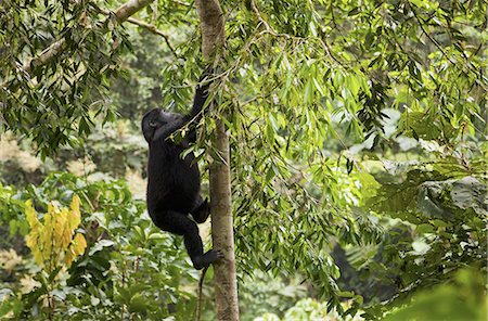 simsearch:6118-07440289,k - Mountain gorilla juvenile, Volcanoes National Park, Rwanda Foto de stock - Sin royalties Premium, Código: 6118-07440446