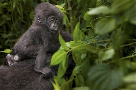 simsearch:6118-07440425,k - Mountain gorilla juvenile, Volcanoes National Park, Rwanda Stock Photo - Premium Royalty-Free, Code: 6118-07440448