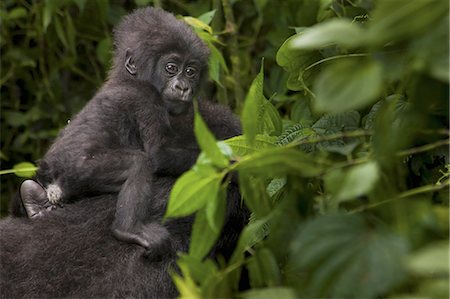 simsearch:6118-09076655,k - Mountain gorilla juvenile, Volcanoes National Park, Rwanda Stock Photo - Premium Royalty-Free, Code: 6118-07440448