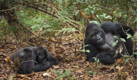 Mountain gorillas and juvenile, Volcanoes National Park, Rwanda Photographie de stock - Premium Libres de Droits, Code: 6118-07440450