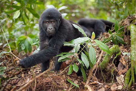 simsearch:6118-07440094,k - Mountain gorilla juvenile, Volcanoes National Park, Rwanda Stock Photo - Premium Royalty-Free, Code: 6118-07440454