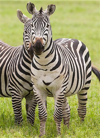 simsearch:6118-07440094,k - Plains zebras, Ngorongoro Conservation Area, Tanzania Stock Photo - Premium Royalty-Free, Code: 6118-07440461