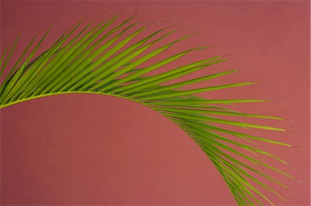 palm leaf - Palm frond against a red background, Puerto Rico Foto de stock - Sin royalties Premium, Código: 6118-07440413