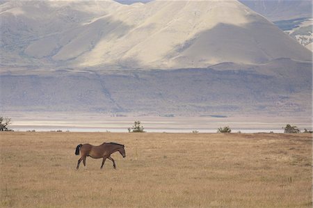 simsearch:6118-07440115,k - A hose on the open plain in Los Glaciares national park in Argentina Foto de stock - Sin royalties Premium, Código: 6118-07440412