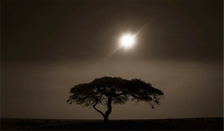 An acacia tree in Serengeti National Park at sunset in Tanzania Stock Photo - Premium Royalty-Free, Code: 6118-07440424
