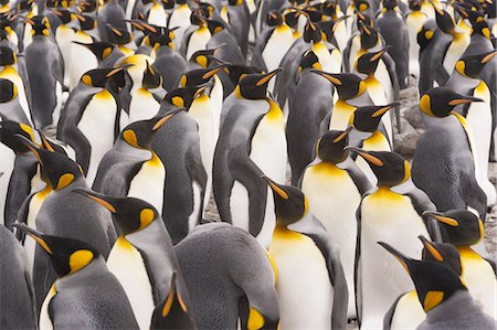 penguins huddled - King Penguins, Aptenodytes patagonicus, in a  bird colony on South Georgia Island, on the Falkland islands. Photographie de stock - Premium Libres de Droits, Code: 6118-07440430