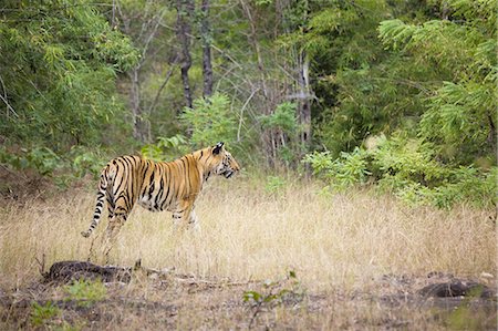 An adult tiger in Bandhavgarh National Park, India Foto de stock - Sin royalties Premium, Código: 6118-07440437