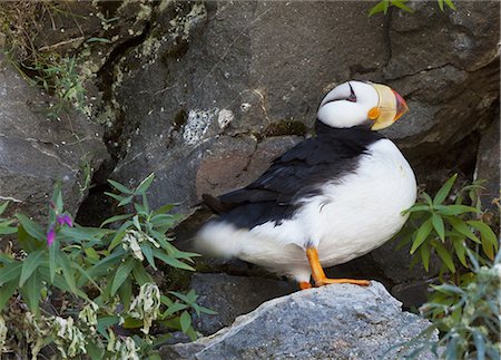 A horned puffin bird (Fratercula Corniculata) in Lake Clark National Park, Alaska. Stock Photo - Premium Royalty-Free, Code: 6118-07440517