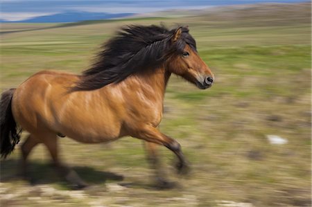 An Icelandic horse galloping in open countryside. Photographie de stock - Premium Libres de Droits, Code: 6118-07440515