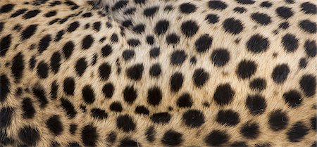 Animal skin patterns nature patterns Stock Photos - Page 1 : Masterfile Animal skin patterns nature patterns Stock Photos - Page 1 : Masterfile