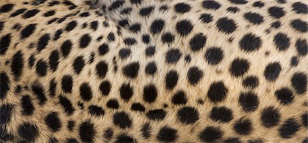 simsearch:6118-09018186,k - Close-up of cheetah spots on the animal's hide in Serengeti National Park, Tanzania Stock Photo - Premium Royalty-Free, Code: 6118-07440525