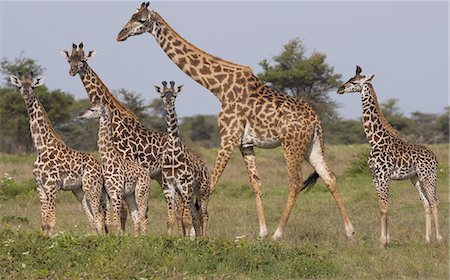 simsearch:6118-07440318,k - A small group of Masai giraffe in Serengeti National Park, Tanzania Foto de stock - Royalty Free Premium, Número: 6118-07440526