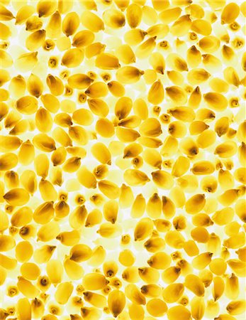 Organic popcorn kernels Photographie de stock - Premium Libres de Droits, Code: 6118-07440538