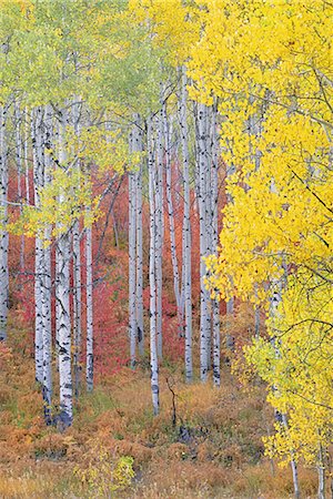 fall aspen leaves - A forest of aspen trees in the Wasatch mountains, with striking yellow and red autumn foliage. Stock Photo - Premium Royalty-Free, Code: 6118-07440640