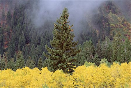 simsearch:6118-07440637,k - A forest of trees in the Wasatch mountains, with striking yellow autumn foliage. Green pine trees. Low clouds. Stock Photo - Premium Royalty-Free, Code: 6118-07440642