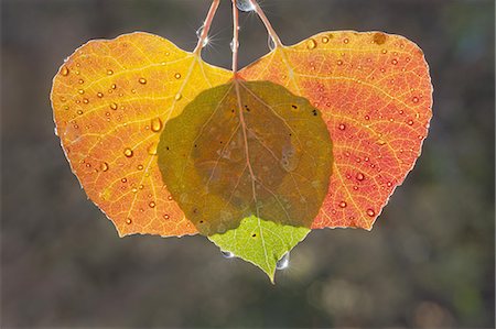 Three aspen leaves with the light shining through them. Brown and green autumn colours. Stock Photo - Premium Royalty-Free, Code: 6118-07440644