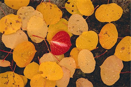 simsearch:6118-07440637,k - Autumnal aspen leaves. Brown leaves spread out on black rock, with one vivid red leaf in the centre. Stock Photo - Premium Royalty-Free, Code: 6118-07440653