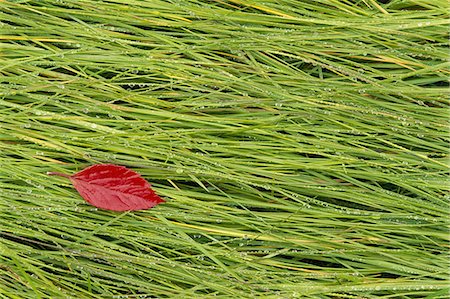 A vivid red leaf lying on the wet grass. Autumn. Photographie de stock - Premium Libres de Droits, Code: 6118-07440655