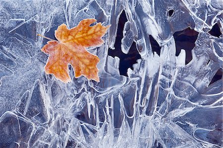 A brown maple leaf, frozen and frosted, lying on a sheet of ice, with jagged patterns of frost and ice crystals. Photographie de stock - Premium Libres de Droits, Code: 6118-07440660