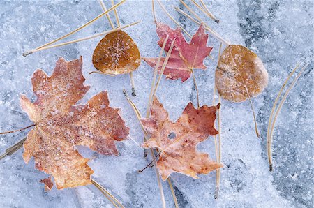 Maple and aspen leaves in autumn. Brown and red leaf colour. Laid out on a frosted ice surface. Stock Photo - Premium Royalty-Free, Code: 6118-07440661