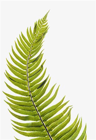 Western sword fern, a single leaf with leaves spaced evenly up the stem. Polystichum munitum. Foto de stock - Sin royalties Premium, Código: 6118-07440662