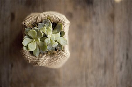 succulent - A small succulent plant in a container covered with hessian or burlap, on a dining table. Stock Photo - Premium Royalty-Free, Code: 6118-07440668