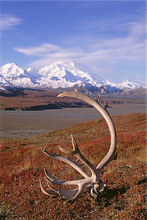 simsearch:878-07442732,k - Tundra and caribou antlers in Denali National Park, Alaska in the fall. Mount McKinley in the background. Photographie de stock - Premium Libres de Droits, Code: 6118-07440609