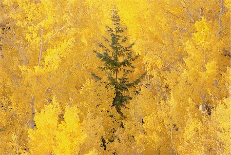 simsearch:6118-08088584,k - Elevated view over the tops of the aspen trees in the Dixie National Forest in autumn. Foto de stock - Sin royalties Premium, Código: 6118-07440618
