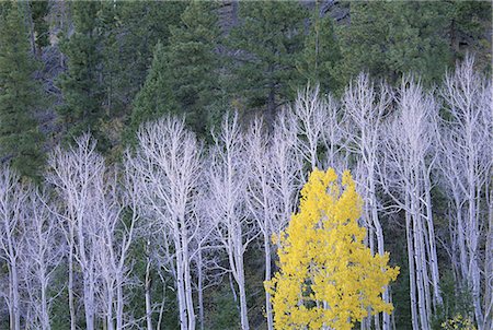 Autumn in Dixie National Forest. White branches and tree trunks of aspen trees, with yellow brown foliage. Dark green pine trees. Stock Photo - Premium Royalty-Free, Code: 6118-07440619