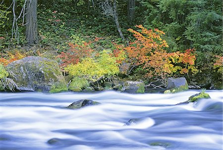 simsearch:6118-07440629,k - The North Umpqua River flowing through the forest of vine maple trees. Stock Photo - Premium Royalty-Free, Code: 6118-07440623