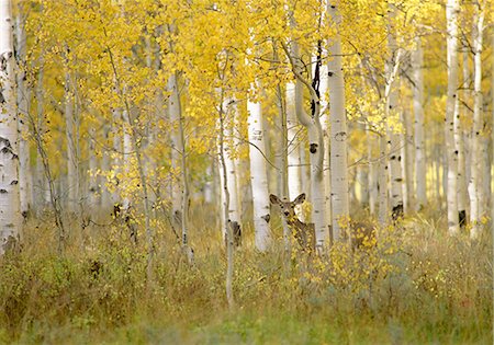 fall aspen leaves - Autumn in Uinta national forest. A deer in the aspen trees. Stock Photo - Premium Royalty-Free, Code: 6118-07440621