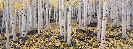 panoramic view of land - The Dixie national forest with aspen trees in autumn. White bark and yellow foliage on the branches and fallen to the ground. Stock Photo - Premium Royalty-Free, Code: 6118-07440628