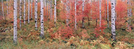 simsearch:6118-07440632,k - The Wasatch Mountain forest of maple and aspen trees, with autumn foliage and fallen leaves. Foto de stock - Royalty Free Premium, Número: 6118-07440630