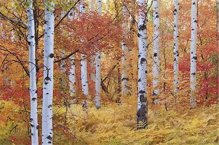 simsearch:6118-07440629,k - Forest of the Rocky Mountain maple and quaking aspen tree in the Wasatch mountains. Autumn season. Stock Photo - Premium Royalty-Free, Code: 6118-07440631