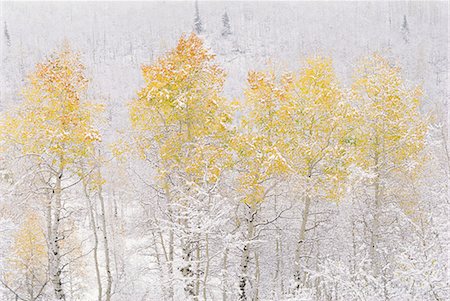simsearch:6118-07440632,k - A forest of aspen trees in the Wasatch mountains, with striking yellow and red autumn foliage. Snow on the ground. Foto de stock - Royalty Free Premium, Número: 6118-07440634