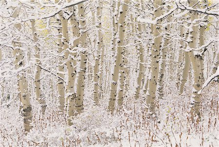 simsearch:6118-07440632,k - A forest of aspen trees in the Wasatch mountains, with white bark. Snow covering on the ground. Foto de stock - Royalty Free Premium, Número: 6118-07440635