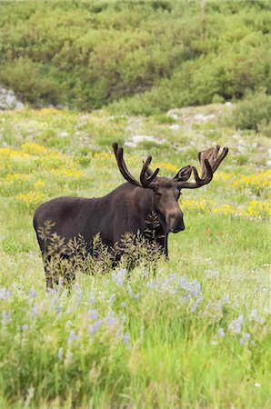 deer animal front view - An adult moose. Alces alces. Grazing in the long grass in the Albion basin, of the Wasatch mountains, in Utah. Photographie de stock - Premium Libres de Droits, Code: 6118-07440775